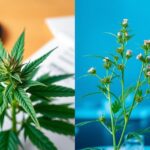 what is the difference between medical marijuanas and cbd