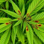 what causes brown spots on cannabis leaves