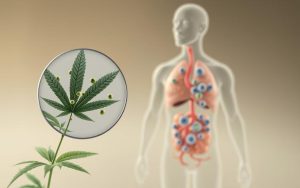 cannabis and immune system interaction
