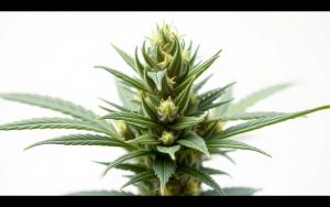 cannabis plant anatomy