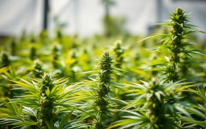 environmental factors affecting cannabis plants