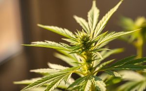 pre-flowers cannabis plant